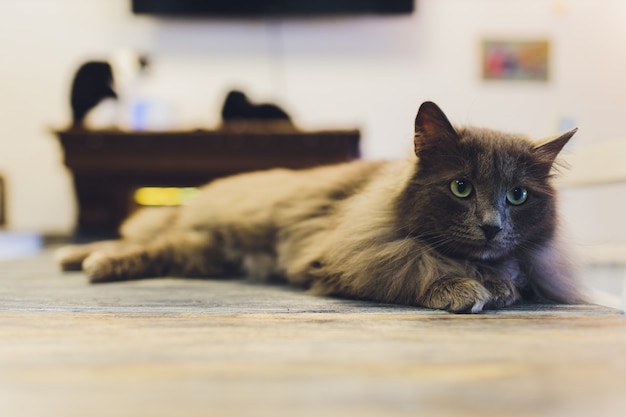 Chat très drôle en riant de près.