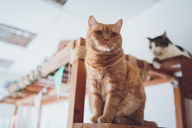 Chat très drôle en riant de près.