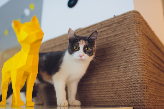 Chat très drôle en riant de près.