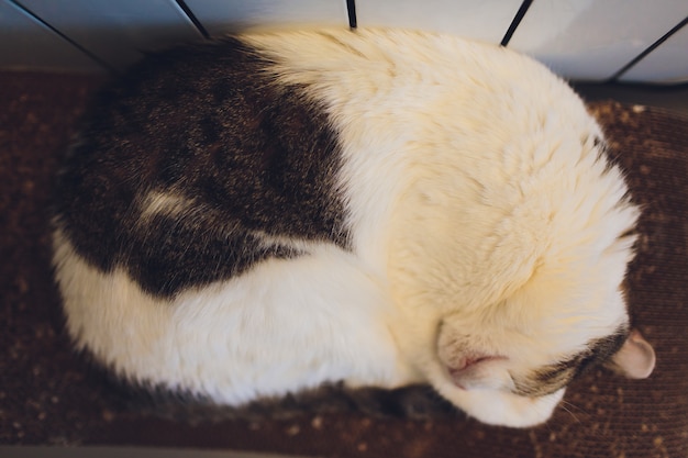 Chat très drôle en riant de près.