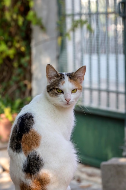 Chat tricolore aux yeux verts gros plan