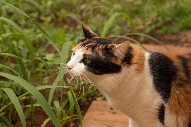 Chat tricolore noir orange et blanc dans le jardin de la maison. Chaton mangeant de l'herbe nouvelle.