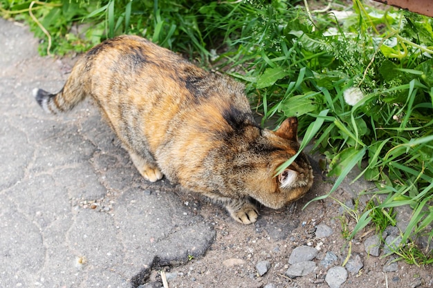 Le chat tricolore renifle l'herbe et marche en gros plan