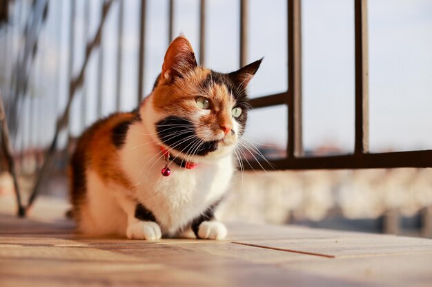 Le chat tricolore se prélasse dans les derniers rayons du soleil au coucher du soleil sur le balcon