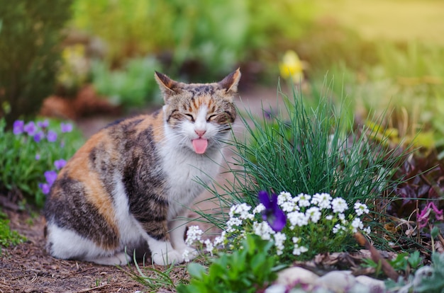 Chat de trois couleurs assis dans l'herbe. Léchage de chat tricolore avec une langue savoureuse. Le chat Calico est assis dans le jardin et claque la langue de ses lèvres.