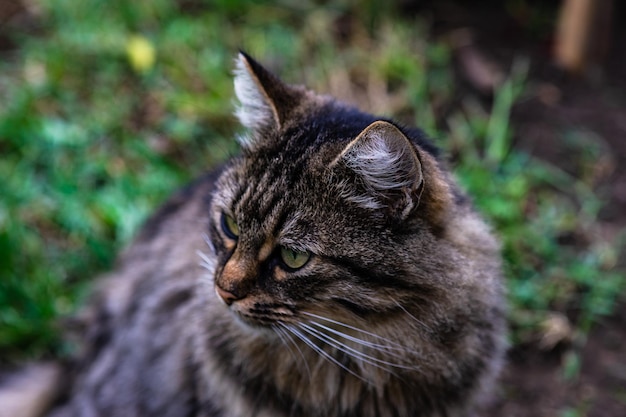 Chat de trois couleurs sur la rue ensoleillée