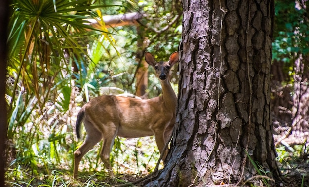 Photo un chat sur le tronc d'un arbre dans la forêt