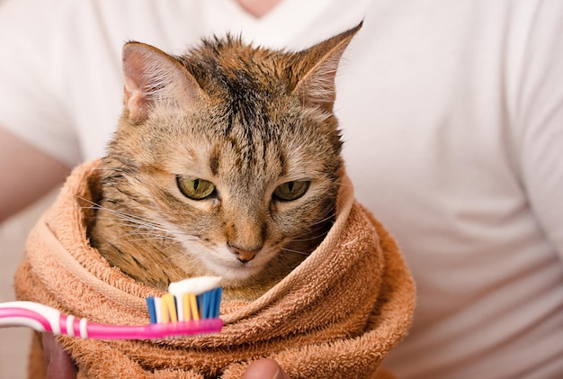 Le chat va se brosser les dents