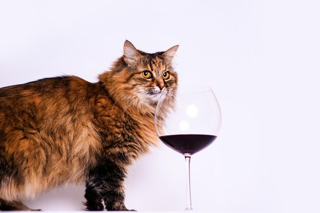 Un chat et un verre de vin rouge.