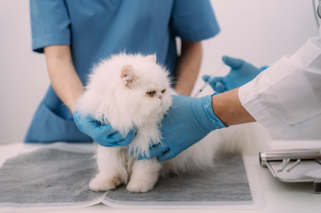 Chat vétérinaire recevant des médicaments