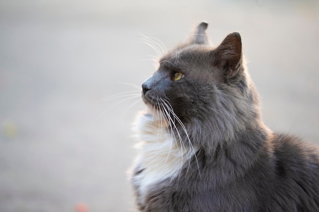 Chat de ville Chat pelucheux gris marche dans la rue