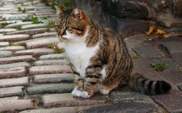 Le chat de la ville marche dans la rue