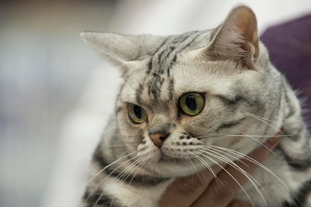 chat yeux verts gros plan portrait