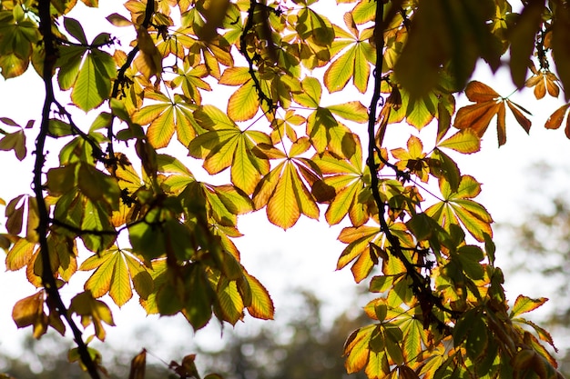 Châtaigne dans le parc en automne. Temps de l'automne