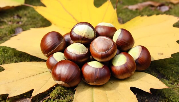 Photo les châtaignes en gros plan à l'automne