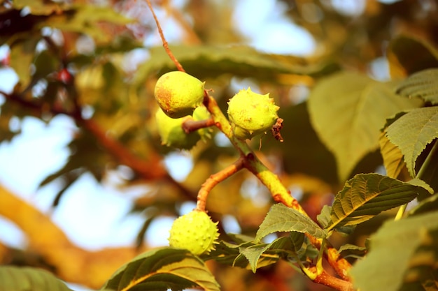 Photo châtaignes vertes sur l'arbre