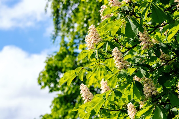 Châtaignier aux feuilles vertes et aux fleurs blanches sur fond de ciel bleu avec des nuages blancs