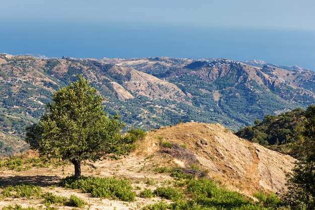 Photo châtaignier dans le paysage calabrais