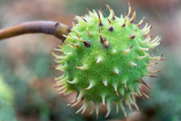 Châtaignier épineux à la peau verte en gros plan Capsule épineuse tricuspidale du fruit à l'intérieur de laquelle des graines en forme de noix