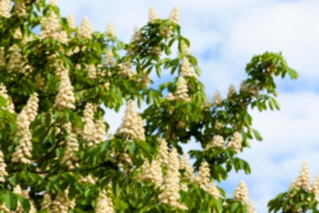 Châtaignier en fleurs au printemps