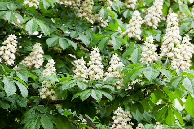 Châtaignier en fleurs au printemps