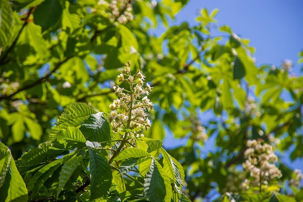 Châtaignier en fleurs contre le ciel Mise au point sélective