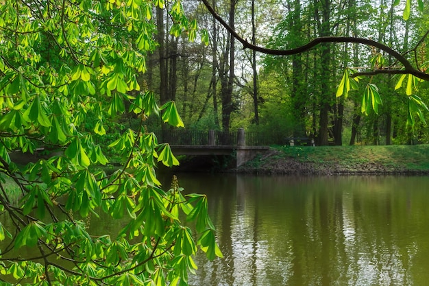 Châtaignier en fleurs dans le parc au bord du lac