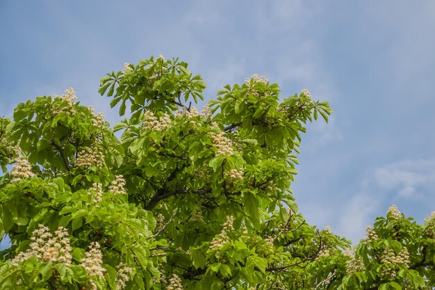 Un châtaignier en fleurs dans le parc sur le fond du ciel