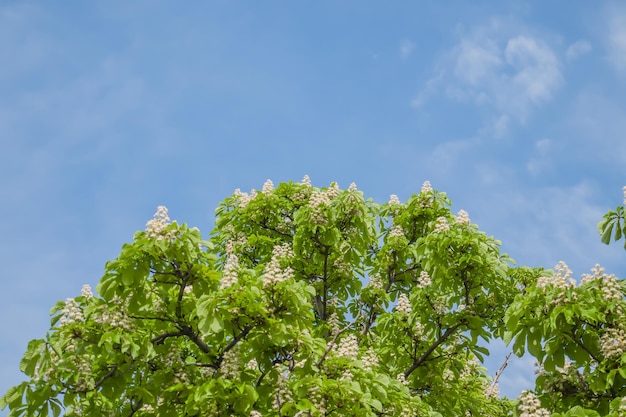 Photo un châtaignier en fleurs dans le parc sur le fond du ciel