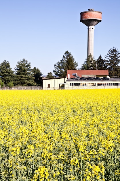 Château d'eau dans un champ de fleurs jaunes au printemps