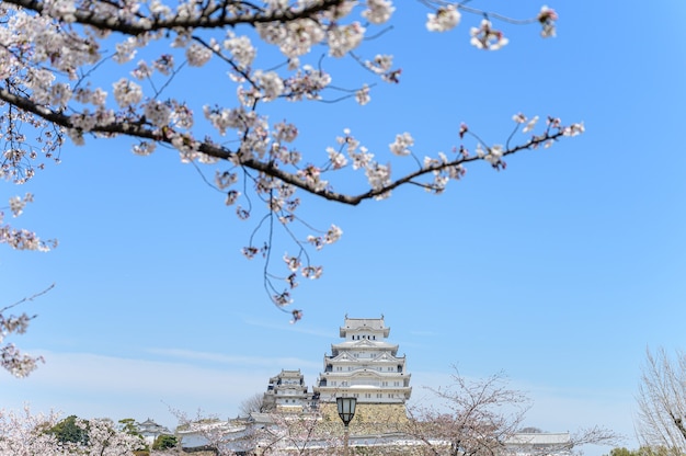 Château de Himeji avec ciel bleu et sakura ou fleur de cerisier au premier plan.