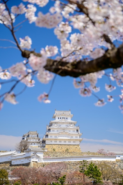 Château de Himeji avec ciel bleu et sakura ou fleur de cerisier au premier plan.