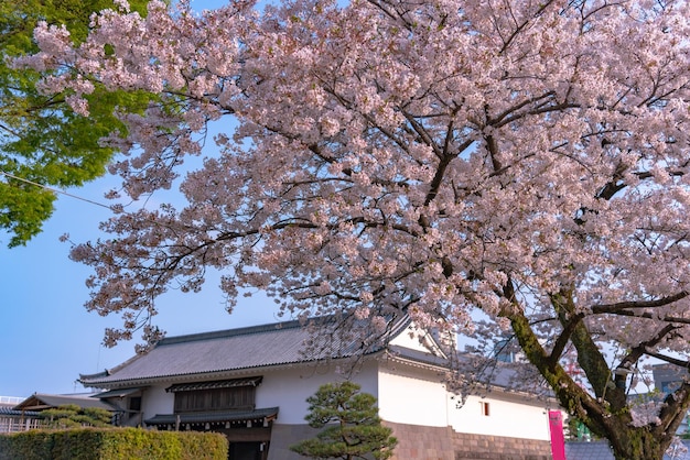 Château de Sunpu TatsumiYagura pendant les fleurs de cerisier Shizuoka Japon