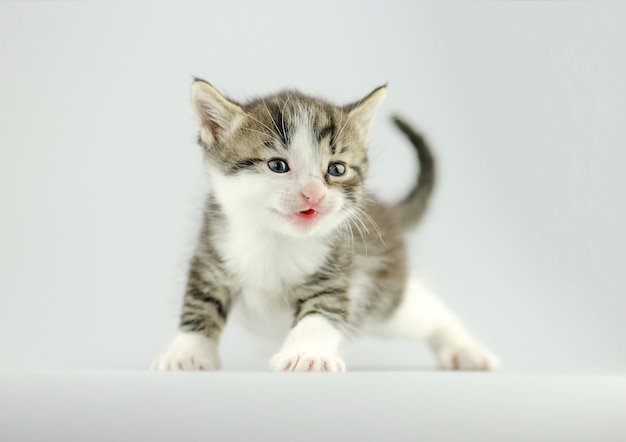 Chaton assis sur bokeh