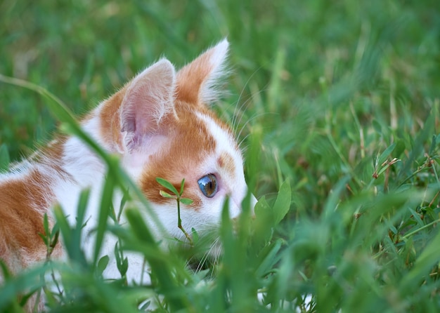 Chaton assis dans l'herbe