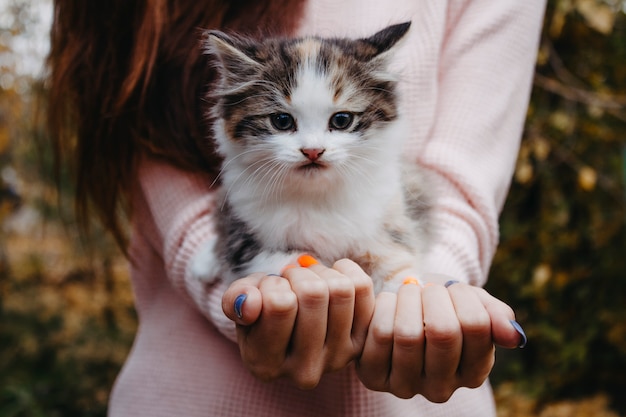 Chaton assis sur les mains