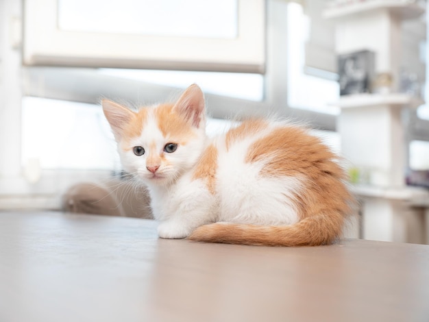 Chaton assis sur une table en bois