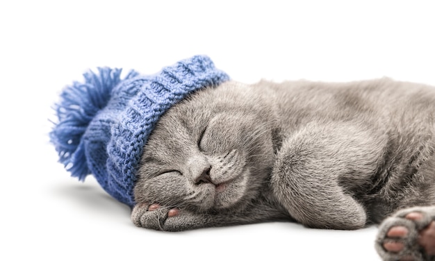 Le chaton au chapeau dort