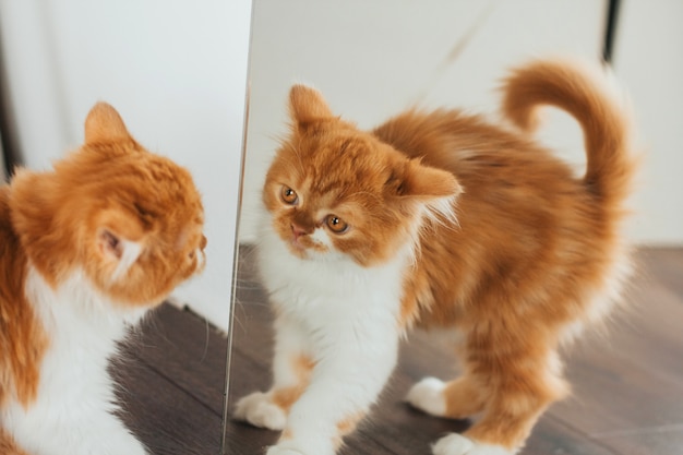 Chaton au gingembre en colère contre le miroir. Le chaton regarde le miroir.