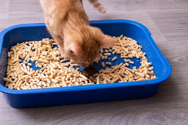 Le chaton au gingembre creuse dans le gros plan du bac