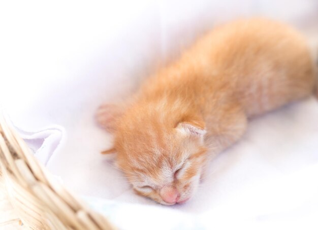 Un chaton au nez rose dort sur un drap blanc