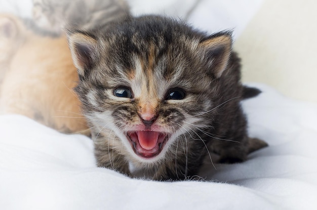 Un chaton au visage noir et blanc crie.