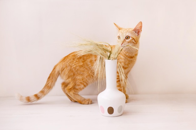 Le chaton aux cheveux roux se tient sur la table et sent l'épi de blé dans un vase