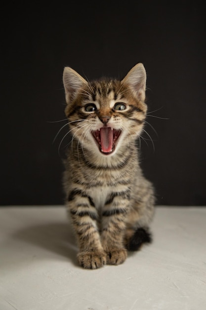 chaton béant est assis sur un fond noir et gris