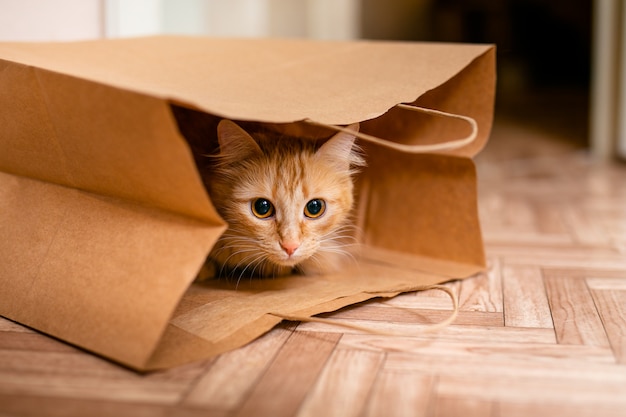 Chaton bébé mignon assis à l'intérieur du sac d'épicerie en papier brun