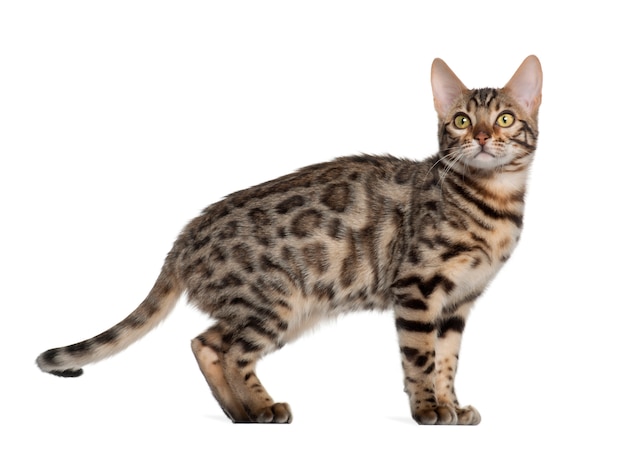 Chaton Bengal (4 mois)