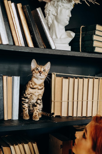 Un chaton Bengal espiègle est monté sur une étagère