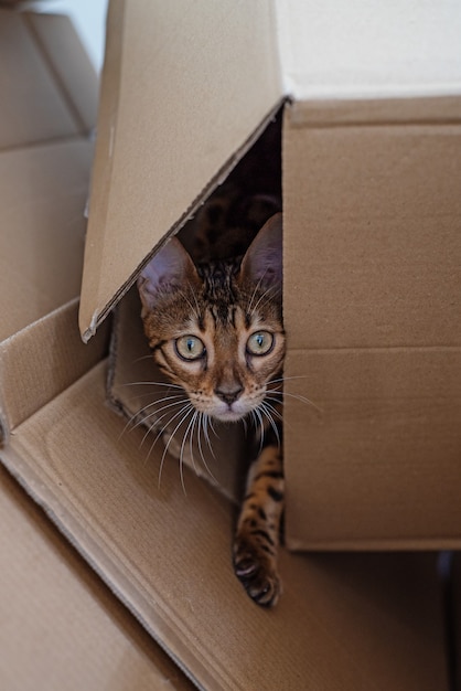 Photo chaton bengal regarde hors de la boîte en carton.