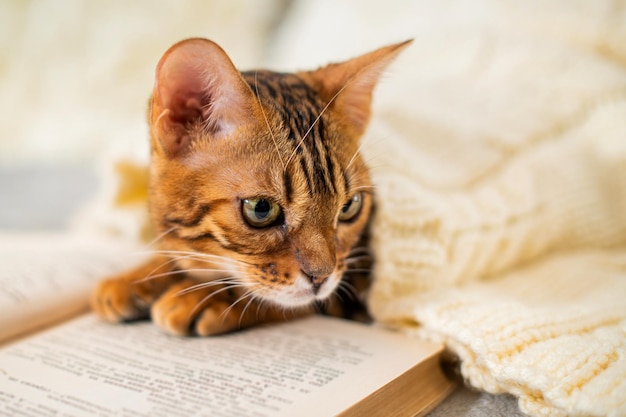 Un chaton bengal se trouve à côté d'un livre caché sous un chandail tricoté chaud