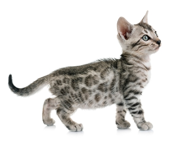 chaton bengal en studio